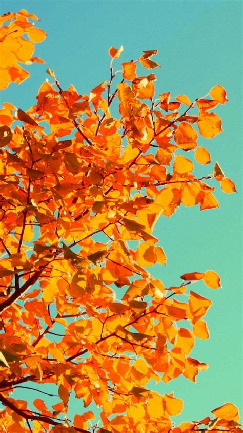 50 Iphone 6 Autumn Wallpaper On Wallpapersafari