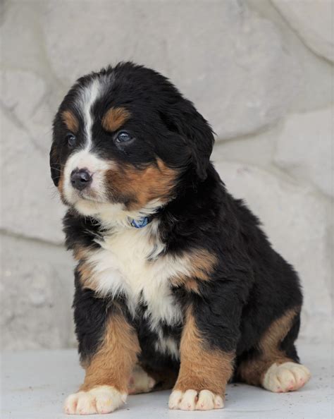 Akc Registered Bernese Mountain Dog For Sale Loudonville Oh Female M