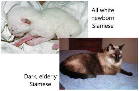 Do Siamese Cats Become Darker As They Age Poc