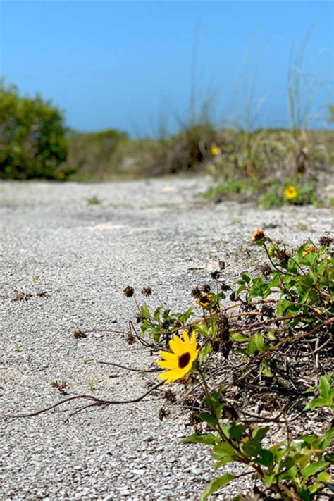 Sunflowers On The Beach In 2020 Tropical Landscaping Growing