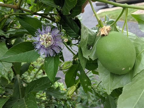 Passion Flower For Anxiety Reddit Best Flower Wallpaper