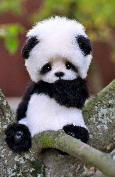 Adorable Baby Panda Bear Cute Animals Images Cute Baby