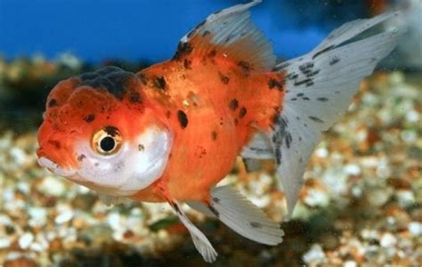 Calico Oranda Goldfish - Goldfish - Carassius auratus | Tank Facts