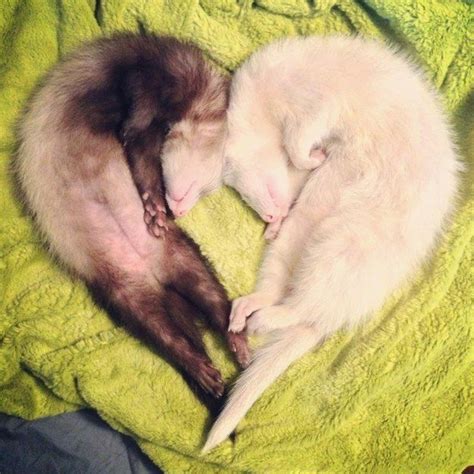 Most Importantly Theyre Full Of Warm Fuzzy Ferret Love Funny