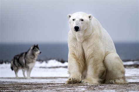 Canadian Guard Dog Took On Polar Bear More Than Twice Its Size And Won