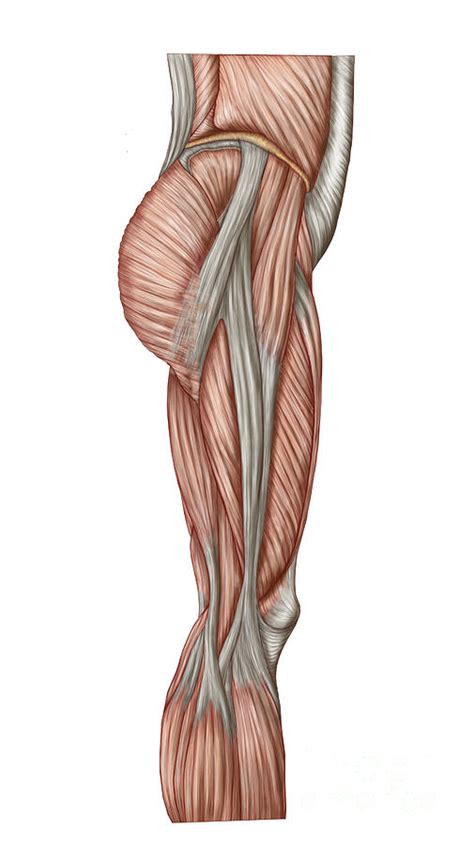 Anatomy Of Human Thigh Muscles Digital Art By Stocktrek Images Pixels