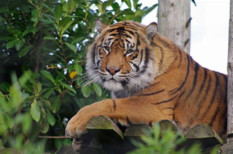 28529 Chester Zoo 2011 Sumatran Tiger Flickr Photo Sharing