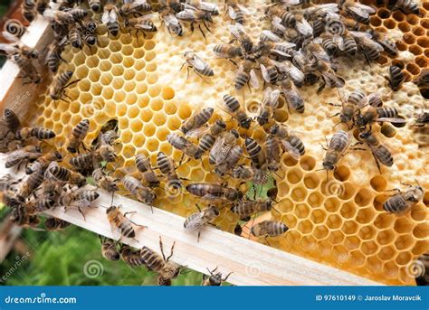 Honeybee Queen Grafting From Larvae Into Diy Queen Cups Royalty Free