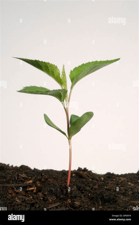 A Seedling Apple Tree With Cotyledons And Three True Leaves Stock Photo