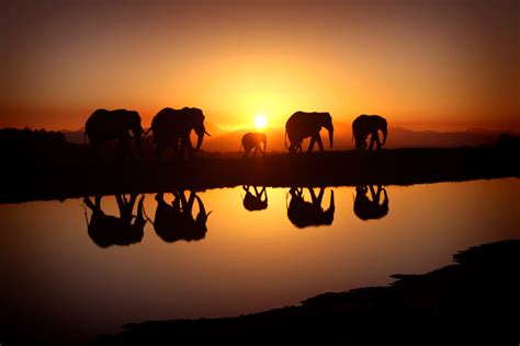 20 High Resolution Elephant Pictures No 8 Elephant Herd In Sunset