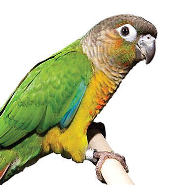 15,761 results for pet birds for sale. PetSmart Green Cheek Conure For Sale | Live Pet Birds ...