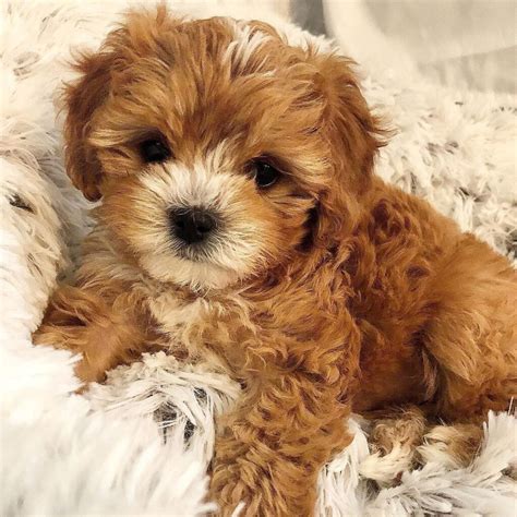 Puppy for adoption in dogs & puppies in singapore. Lovely cavapoo puppies for adoption - Puppy4Homes