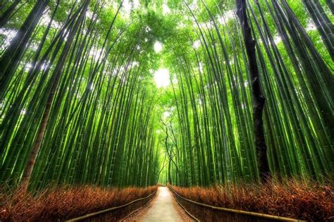 Worlds Most Beautiful Trees Photography