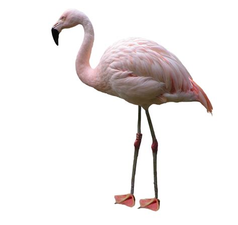 Flamingo Png Transparent Image Download Size 1024x967px