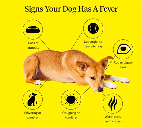 How Can I Tell If My Dog Has A Fever Without A Thermometer