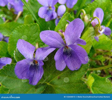 Two Violets In A Mountain Meadow Stock Image Image Of Mountain
