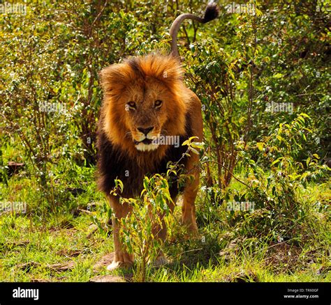 Lion Panthera Leo Male Lion Standing In The Shrub Front View Kenya Masai Mara National