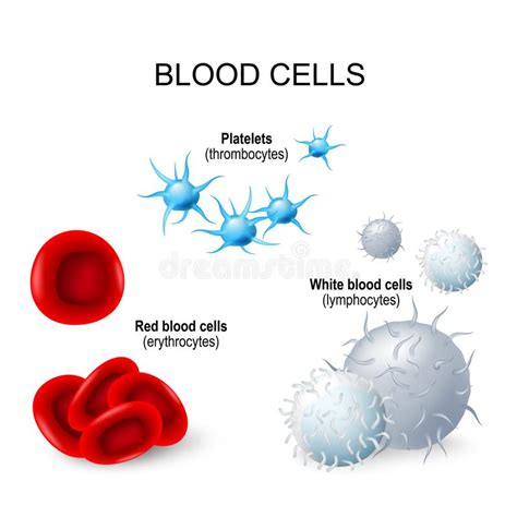 Blood Cells Platelets White Blood Cells And Red Blood Cells Stock