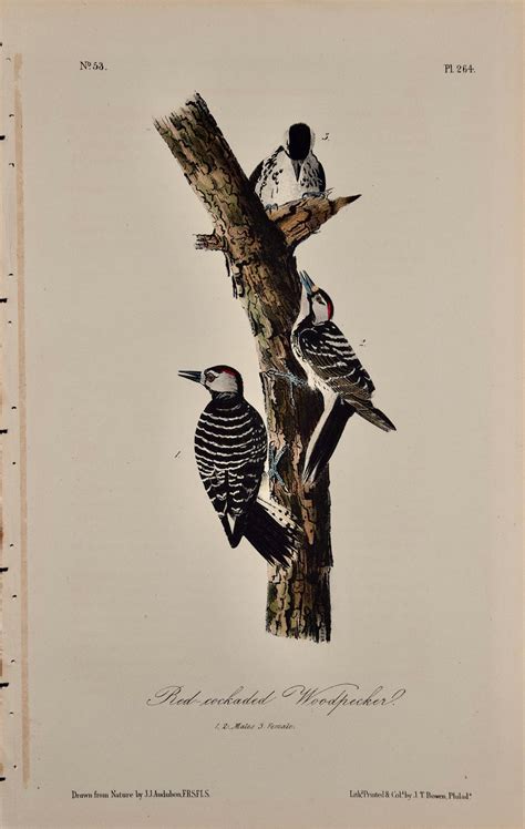 ivory billed woodpecker audubon bird vintage poster reproduction free shipping modern fashion