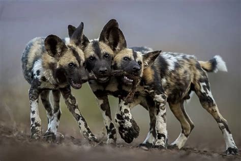 African Wild Dogs Lycaon Pictus Juveniles Playing With