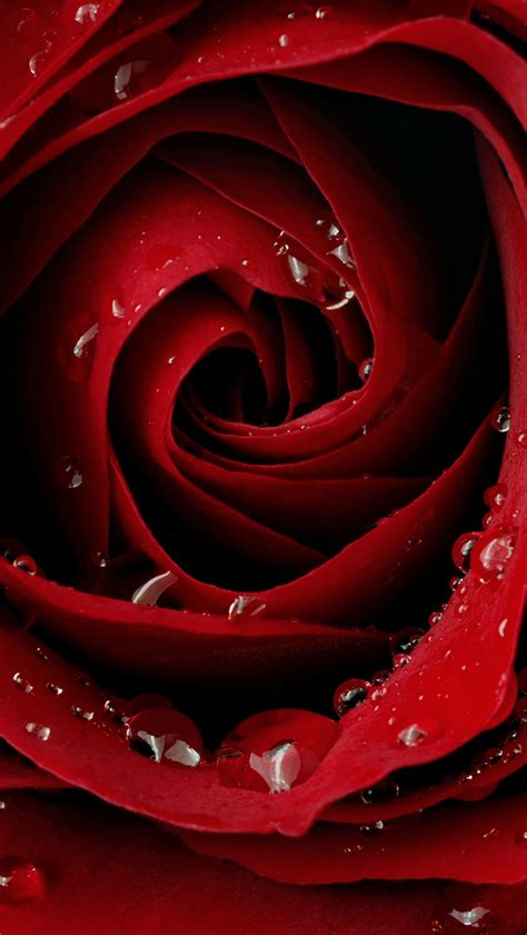 Red Rose Wallpaper For Iphone X 8 7 6 Free Download On 3wallpapers