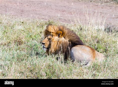 Male East African Lion Panthera Leo Melanochaita Species In The