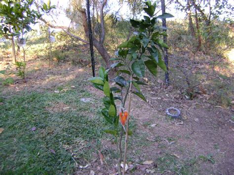 Dwarf Orange Navelina Tree Citrus Sinensis