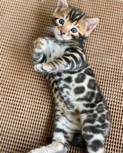 Baby Bengal Kittens Appreciation In 2021 Kittens Cutest Baby Bengal