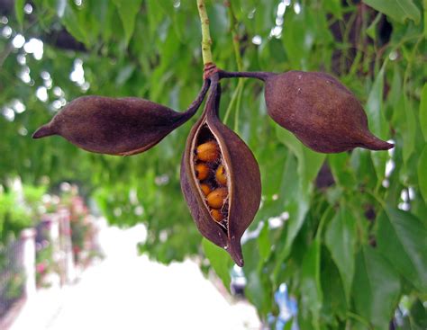 Identifying trees that commonly grow in colorado and the rocky mountain region. Brachychiton populneus (seed pod), Kurrajong, San Pedro, C ...