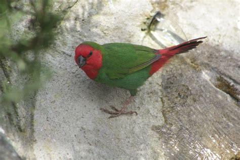 Red Headed Parrot Finch Charliejb Flickr