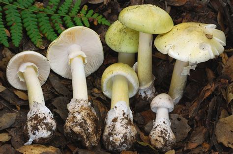Bay Nature Should I Worry About Death Cap Mushrooms In California