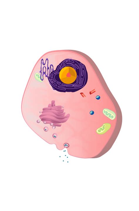 Eukaryotic Cell Openclipart