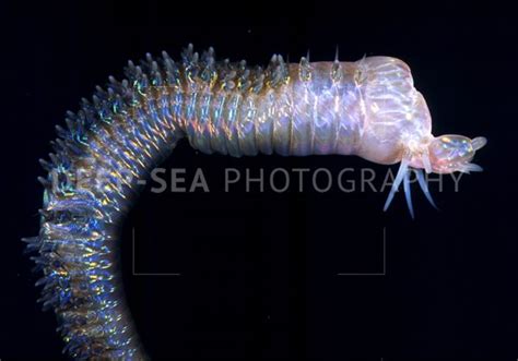 Hydrothermal Vent Worm Deep Sea Photography