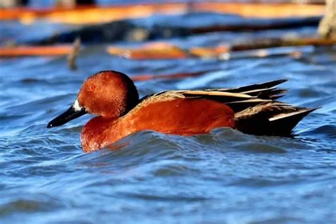 Ducks In Minnesota 17 Species With Pictures Bird Feeder Hub