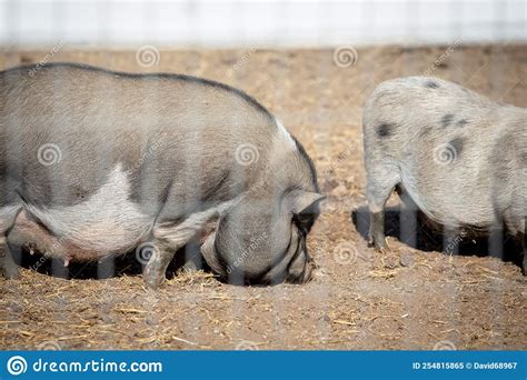 Pot Bellied Pigs At Farm Stock Image Image Of Ground 254815865