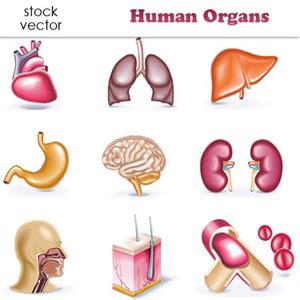 Pengertian Sistem Organ Pengertian Ilmu Hot Sex Picture