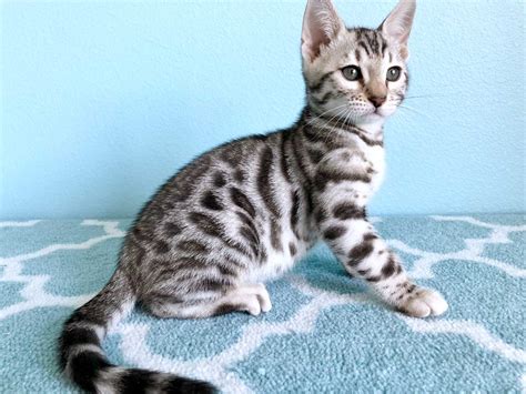 The brown bengal cat (c,c color genes) is the most popular of the bengal cat colors and it was silver bengal cats come in different shades with backgrounds varying from white to a very dark steel. The Bengal Cat - URBAN EXOTIC CATS