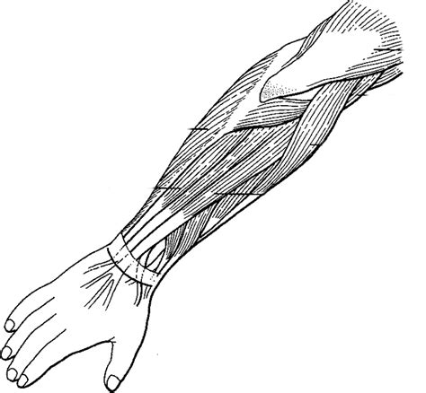 Https://tommynaija.com/coloring Page/anatomy Coloring Pages Muscles Of Arms