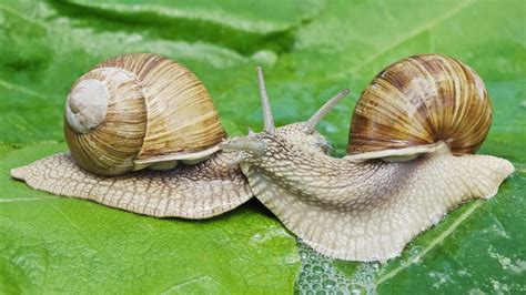 The Weird Disturbing World Of Snail Sex Mental Floss