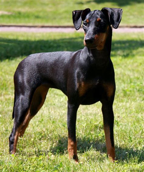 Image Gallery Manchester Terrier