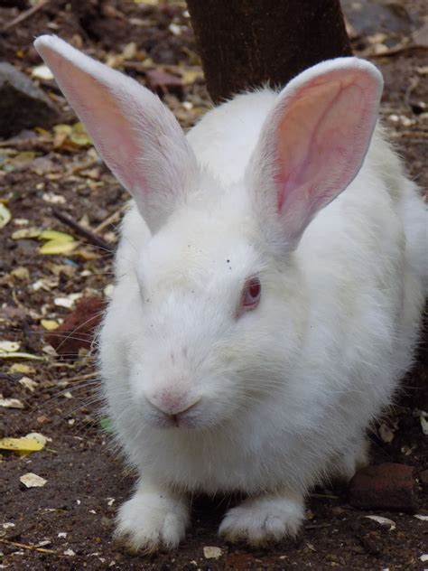 Rabbit | Wildlife photography, Animals, Rabbit
