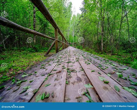 Wooden Plank Footpath In Forest For Hiking Stock Photo Image Of Plant