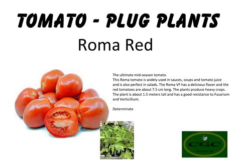 Tomato Plug Plants Shirley F1 Moneymaker Outdoor Girl Pre Order