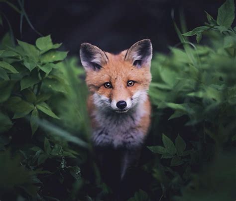 Young Wildlife Photographer Captures Amazing Close Ups Of Animals
