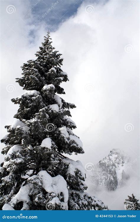 Snow Covered Evergreens Stock Image Image Of Covered 4244153
