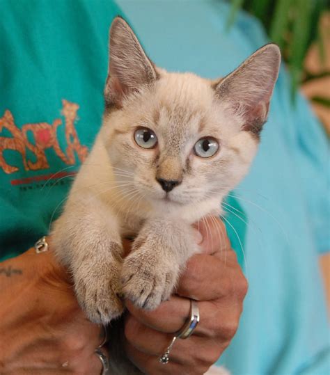 A lynx point cat is best described as a siamese that went from being extroverted to being introverted. Lynx Point Siamese kittens debuting for adoption!