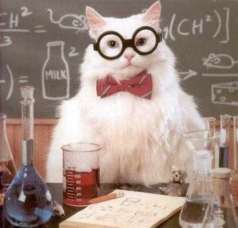 Smooth Chemistry Cat