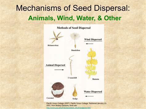 Mechanisms Of Seed Dispersal