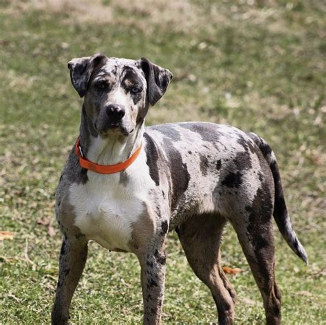 Pin On Catahoula Leopard Dogs
