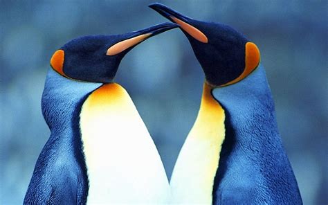 Download Love King Penguin Bird Animal Penguin Hd Wallpaper